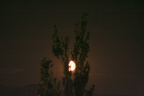 Monduntergang hinter Pappel, 23. 7. 2007